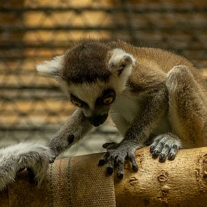 ring-tailed lemur (Lemur catta)