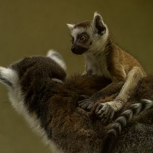 ring-tailed lemur (Lemur catta)