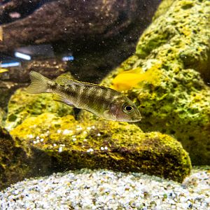 Labidochromis spec. MBAMBA BAY
