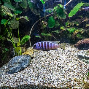 Labidochromis spec. MBAMBA BAY