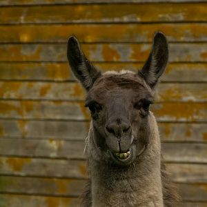 Llama (Lama glama)