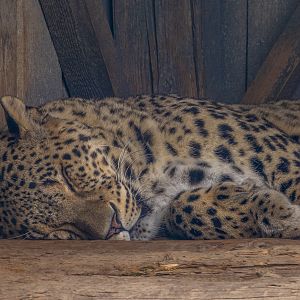 Leopard (Panthera pardus)