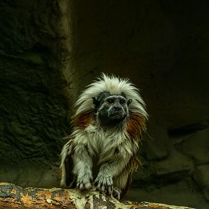 cotton-top tamarin (Saguinus oedipus)