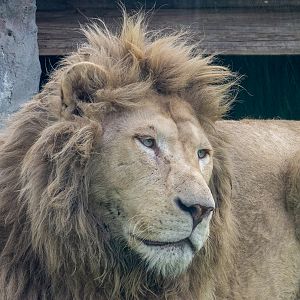 lion (Panthera leo krugerii)