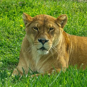 lion (Panthera leo)