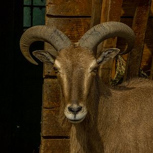 Barbary sheep (Ammotragus lervia)