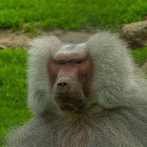 hamadryas baboon (Papio hamadryas)
