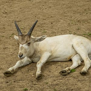 addax (Addax nasomaculatus)