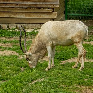 addax (Addax nasomaculatus)