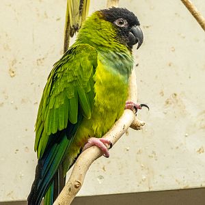nanday parakeet (Aratinga nenday)