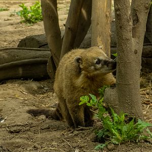 South American coati (Nasua nasua)