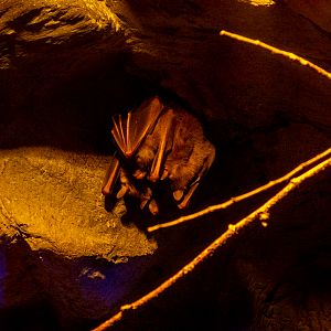 Egyptian fruit bat (Rousettus aegyptiacus)