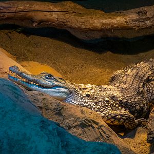 Nile crocodile (Crocodylus niloticus)