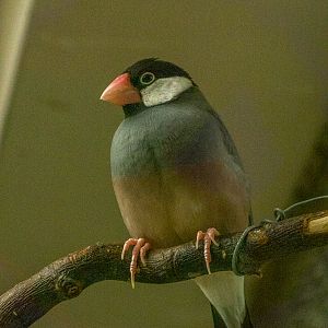 Java sparrow (Padda oryzivora)