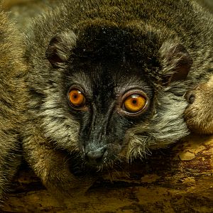 common brown lemur (Eulemur fulvus)