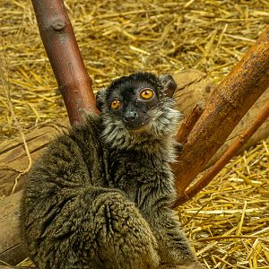 common brown lemur (Eulemur fulvus)