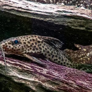 Synodontis velifer