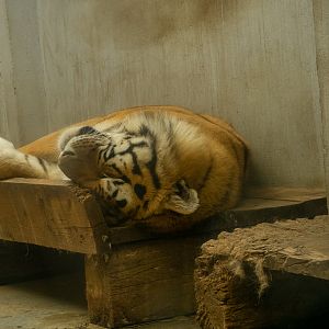 Siberian tiger (Panthera tigris tigris)