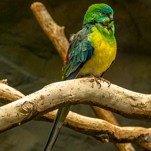 red-rumped parrot (Psephotus haematonotus)