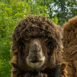 Bactrian camel (Camelus bactrianus)