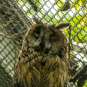 long-eared owl (Asio otus)