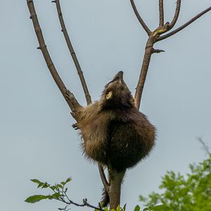 raccoon (Procyon lotor)