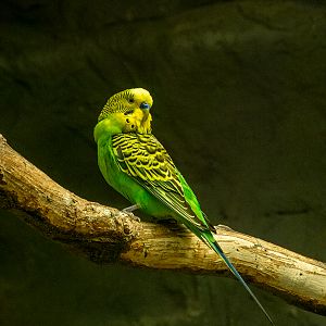 budgerigar (Melopsittacus undulatus)