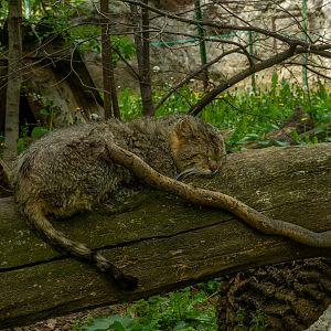 European wildcat (Felis silvestris)