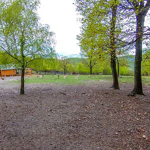 enclosure of fellow deer