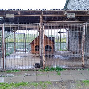 enclosure of dogs