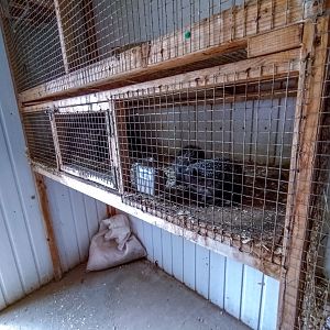 enclosure of hedgehog