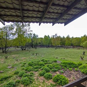 enclosure of red deer