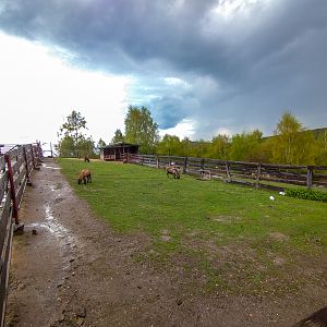 enclosure of cameroon sheep