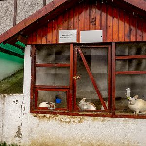 enclosure of bunnies