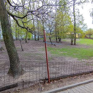 enclosure of mouflon