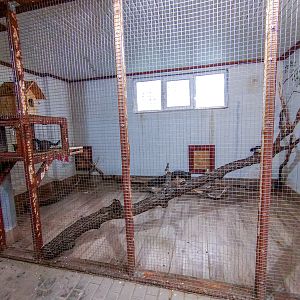 enclosure of prevost squirrel