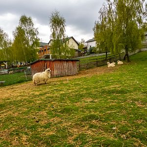enclosure of turcana sheep