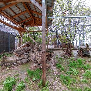 enclosure of european wildcat