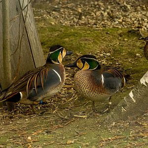 Baikal teal (Sibirionetta formosa)
