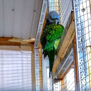 Lord Derby's parakeet (Psittacula derbiana)