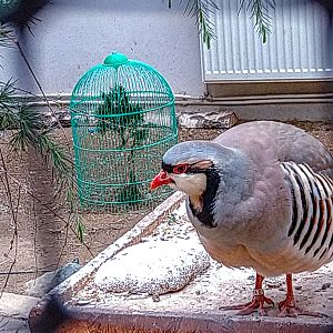 chukar partridge (Alectoris chukar)
