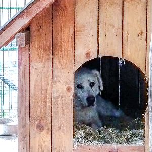 Ciobanesc Romanesc Carpatin