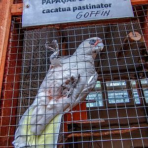Tanimbar corella (Cacatua goffiniana)
