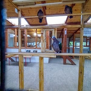 common emerald dove (Chalcophaps indica)