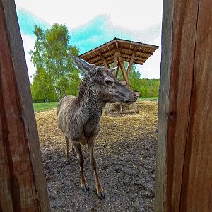 carpathian red deer (Cervus elaphus)