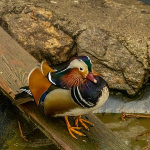 mandarin duck (Aix galericulata)