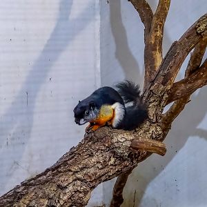 Prevost's squirrel (Callosciurus prevostii)