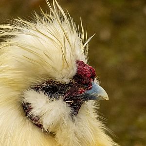 Silkie