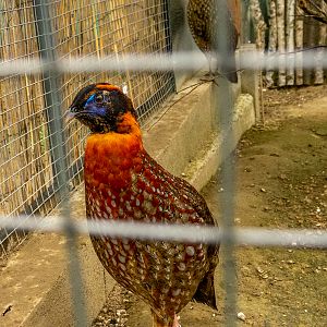 tragopan