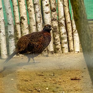 tragopan